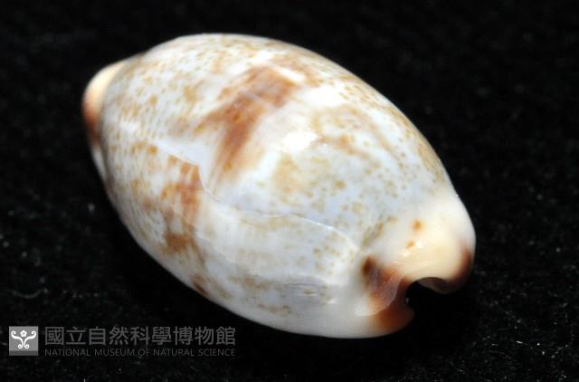 小眼寶螺藏品圖，第5張