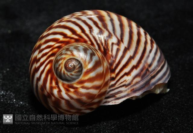 細紋玉螺藏品圖，第5張