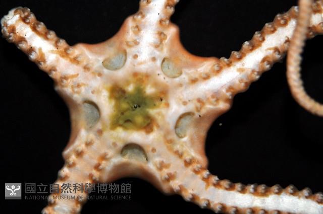 未知種衣笠蔓蛇尾藏品圖，第5張