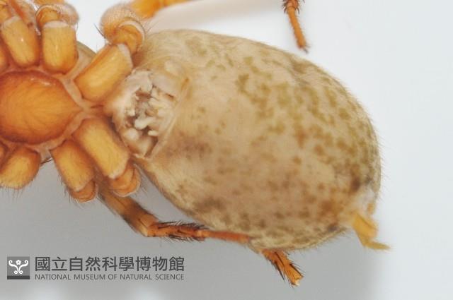 寬股隙蛛藏品圖，第5張