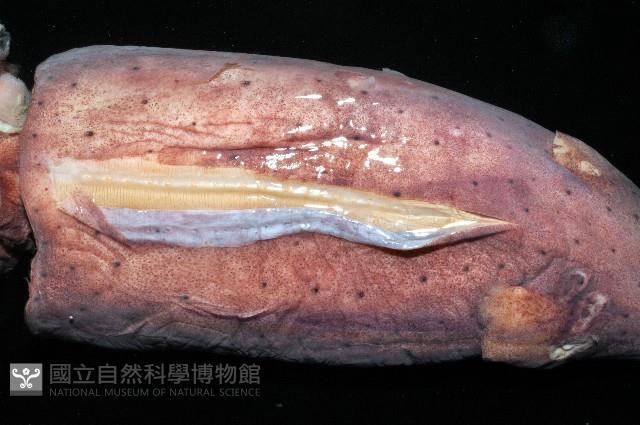 奇妙帆魷藏品圖，第5張