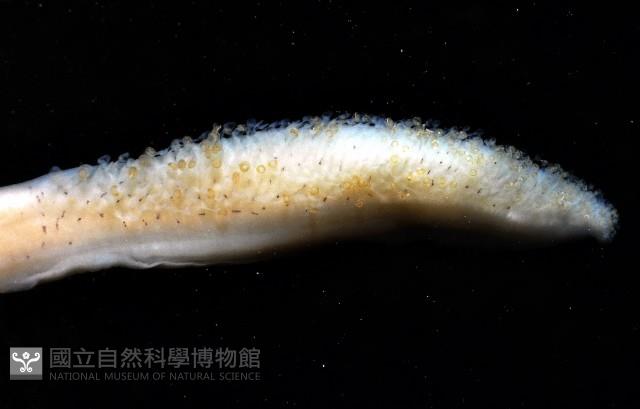 寇氏擬耳烏賊藏品圖，第5張
