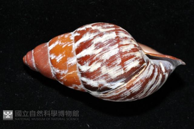雲嬌蝸牛藏品圖，第5張