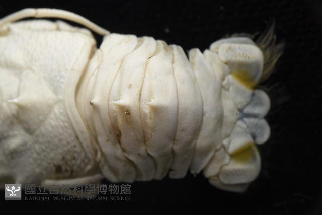 未知種棘鎧蝦藏品圖，第5張