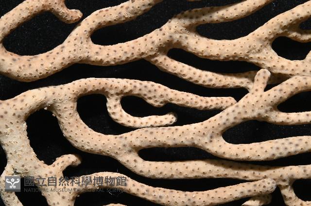 未知種真網柳珊瑚藏品圖，第5張