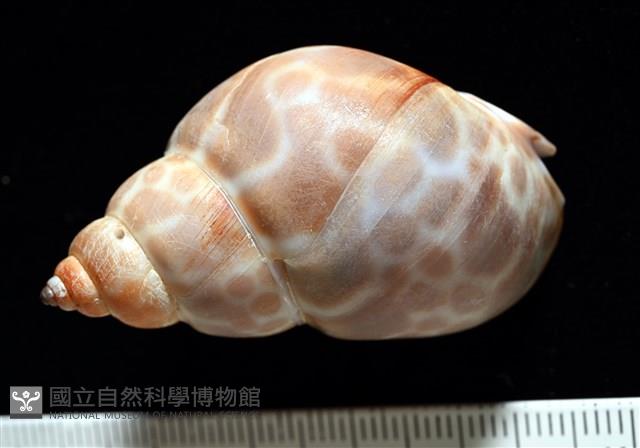 錫蘭鳳螺藏品圖，第5張