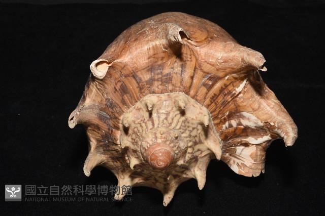 帝王渦螺藏品圖，第5張