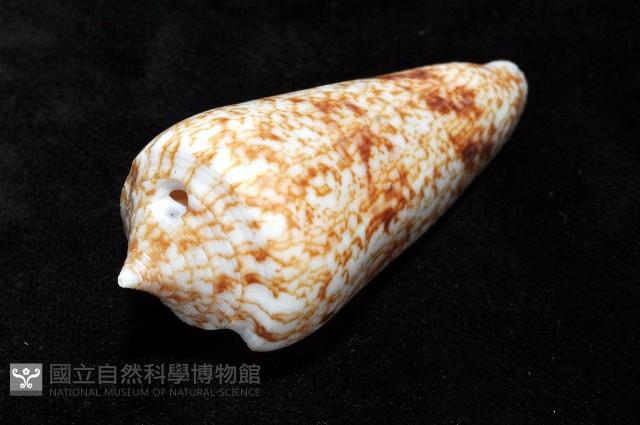 海神芋螺藏品圖，第5張