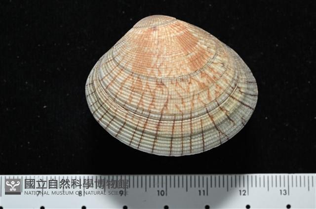 歧紋簾蛤藏品圖，第5張