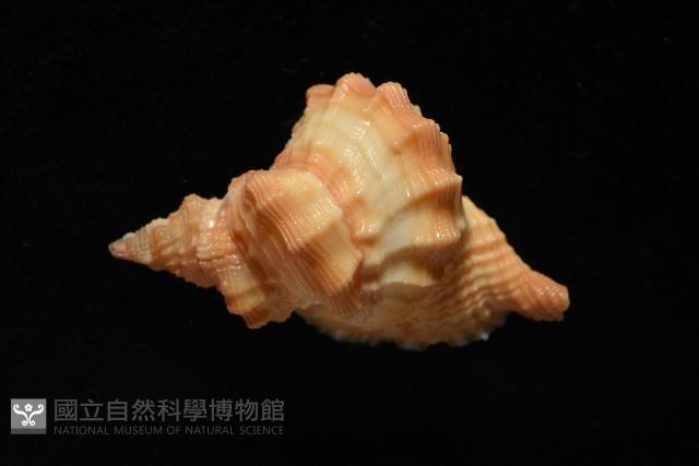聳肩扭法螺藏品圖，第5張