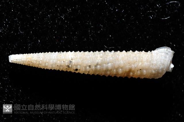 女王左錐螺藏品圖，第5張