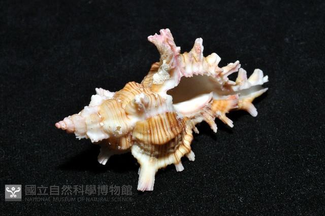 紅千手螺藏品圖，第5張
