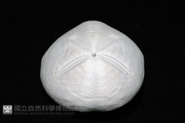 心形海壺藏品圖，第5張