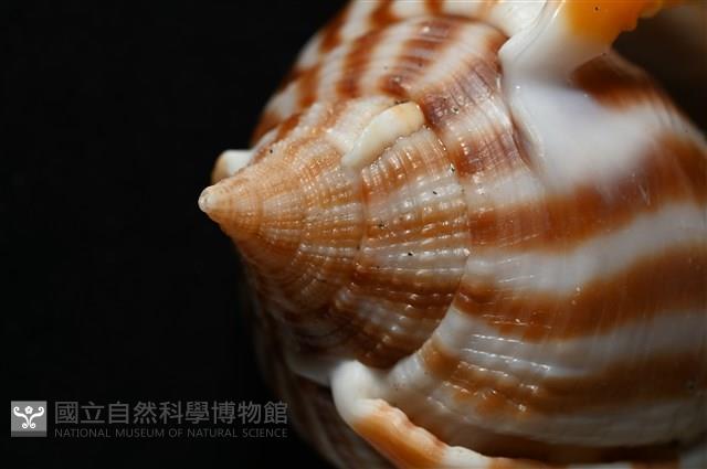 條紋鬘螺藏品圖，第5張