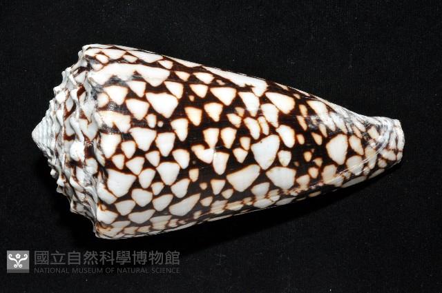花巾芋螺藏品圖，第5張