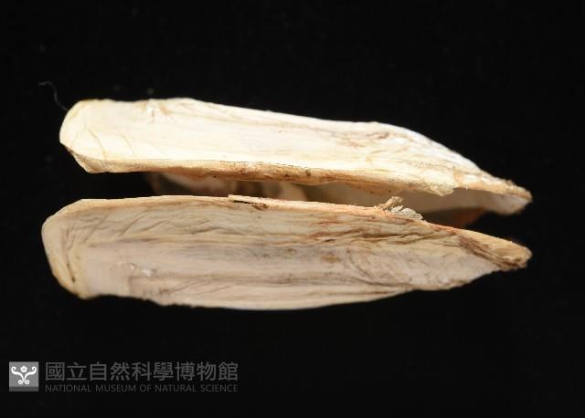橢圓薄殼蛤藏品圖，第5張