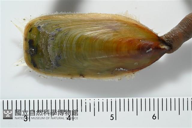 亞氏海豆芽藏品圖，第5張
