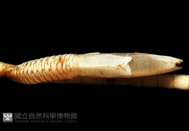 藤壺三角鎧茗荷藏品圖，第5張