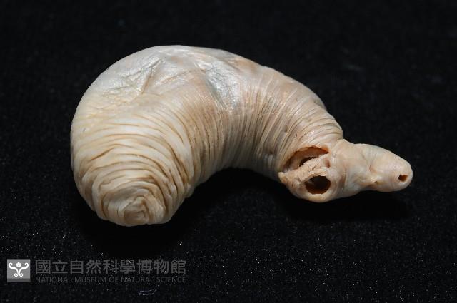 未知種吸蟲藏品圖，第5張