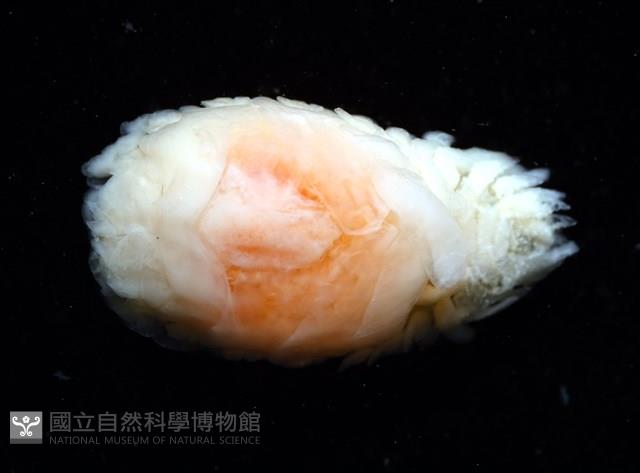 逆背阿波羅鰓虱藏品圖，第5張