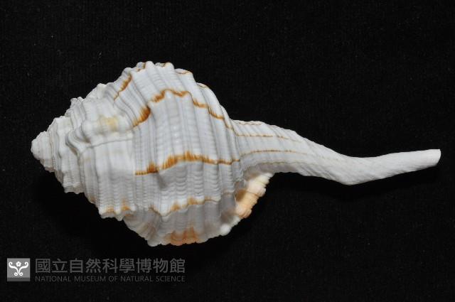 玉女象法螺藏品圖，第5張
