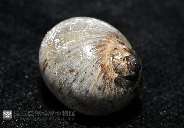 安東尼玉螺藏品圖，第5張