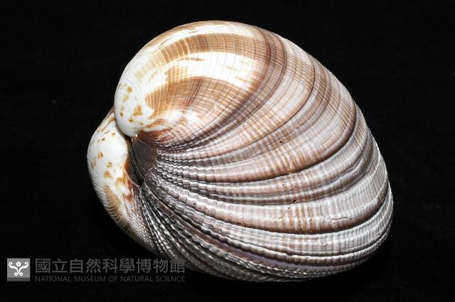 鉛球簾蛤藏品圖，第5張