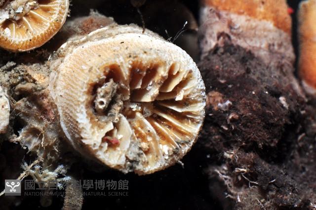 軸樹珊瑚(軸木珊瑚)藏品圖，第5張