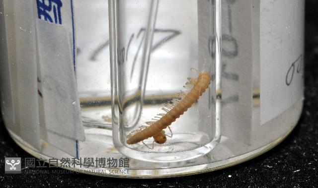 南方東京泡馬陸藏品圖，第5張