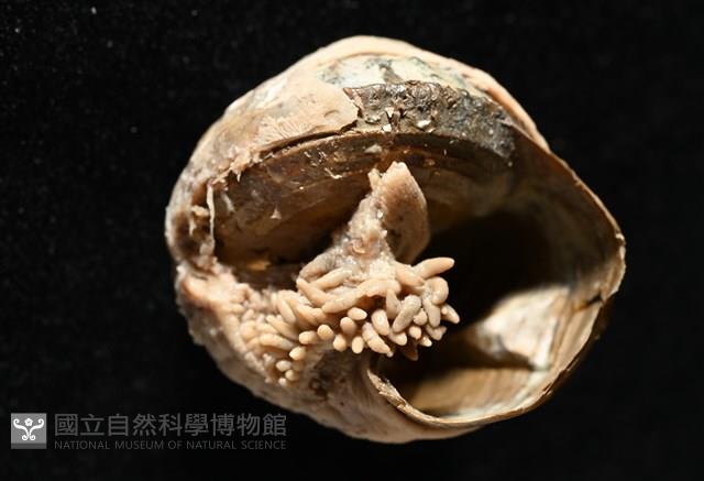造殼海葵之一種藏品圖，第5張