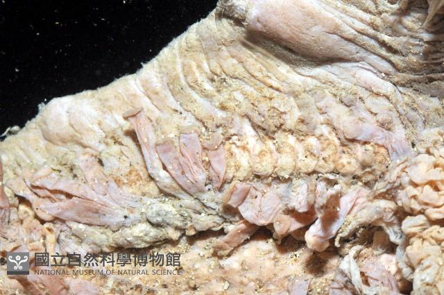 未知種薄膜海星藏品圖，第5張