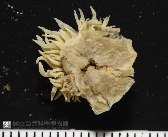 縱條磯海葵藏品圖，第5張
