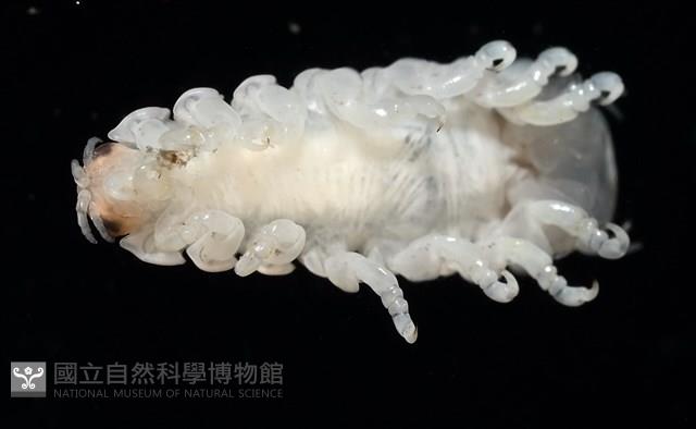 未知種縮頭水虱藏品圖，第5張