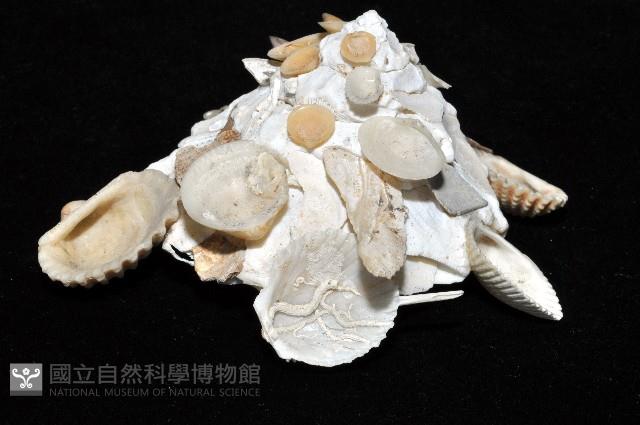 綴殼螺藏品圖，第5張