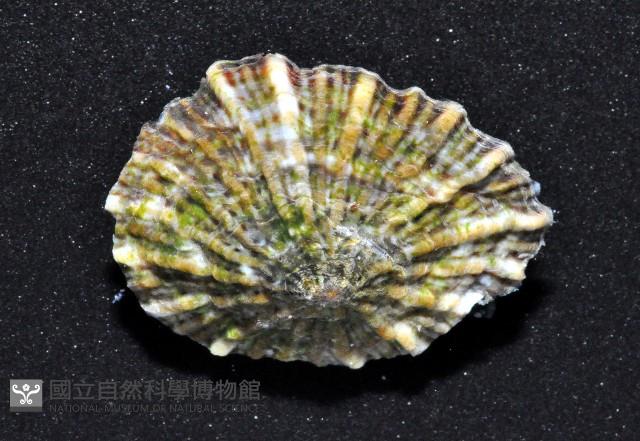 網紋松螺藏品圖，第5張