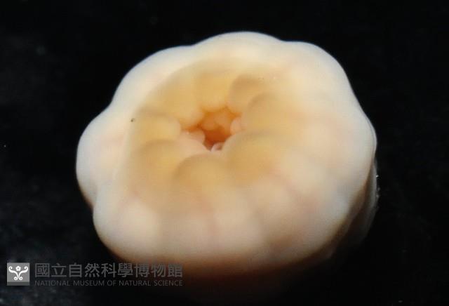 未知種海葵(海葵目)藏品圖，第5張