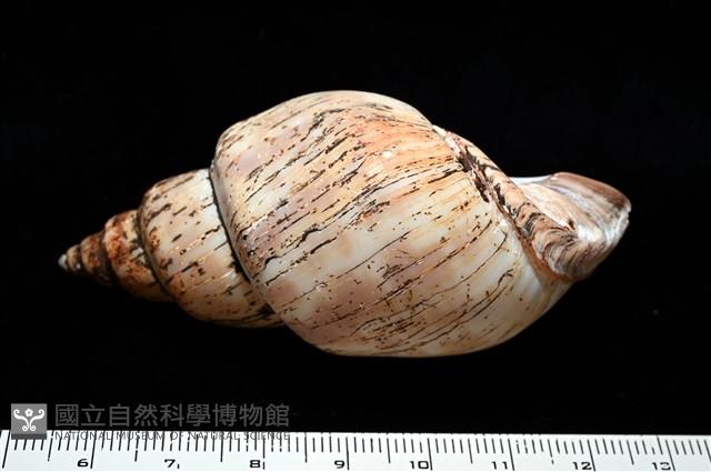 霧花鳳螺(華南鳳螺)藏品圖，第5張