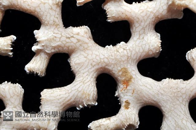 枝狀多目珊瑚藏品圖，第5張