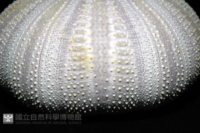 白棘三列海膽藏品圖，第5張