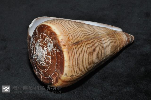 登錄號:007819-00057藏品圖，第5張