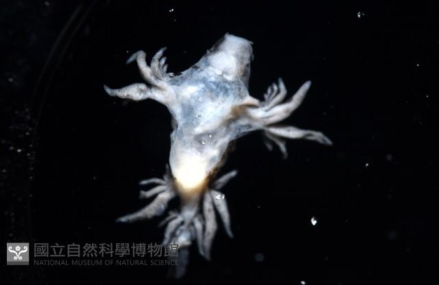 大西洋海神海蛞蝓藏品圖，第5張