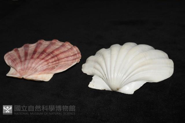 白碟海扇蛤藏品圖，第5張