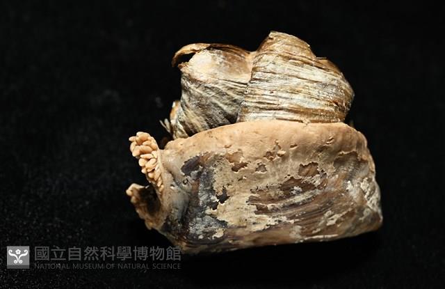 造殼海葵之一種藏品圖，第5張