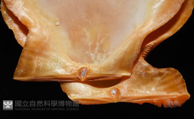 疏鱗海扇蛤藏品圖，第5張