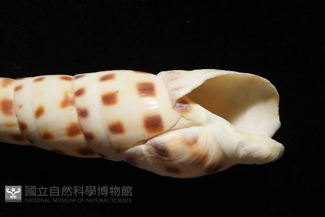 褐斑筍螺藏品圖，第5張