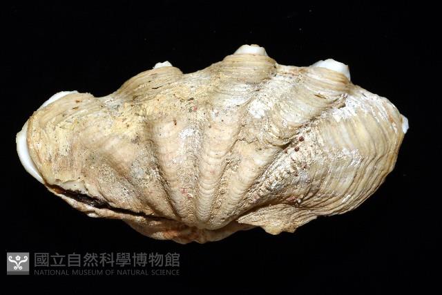 長硨磲蛤藏品圖，第5張