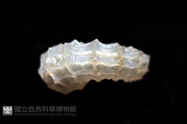 菲律賓花冠螺藏品圖，第5張