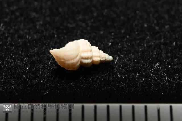 龜山島核螺藏品圖，第5張