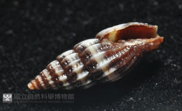 淑女蛹筆螺藏品圖，第5張