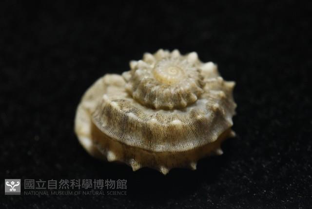 基隆花冠螺藏品圖，第5張